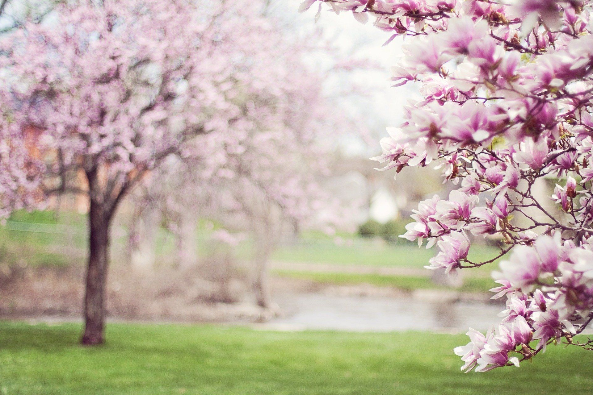 Til The Magnolias Bloom Roots Music Rambler